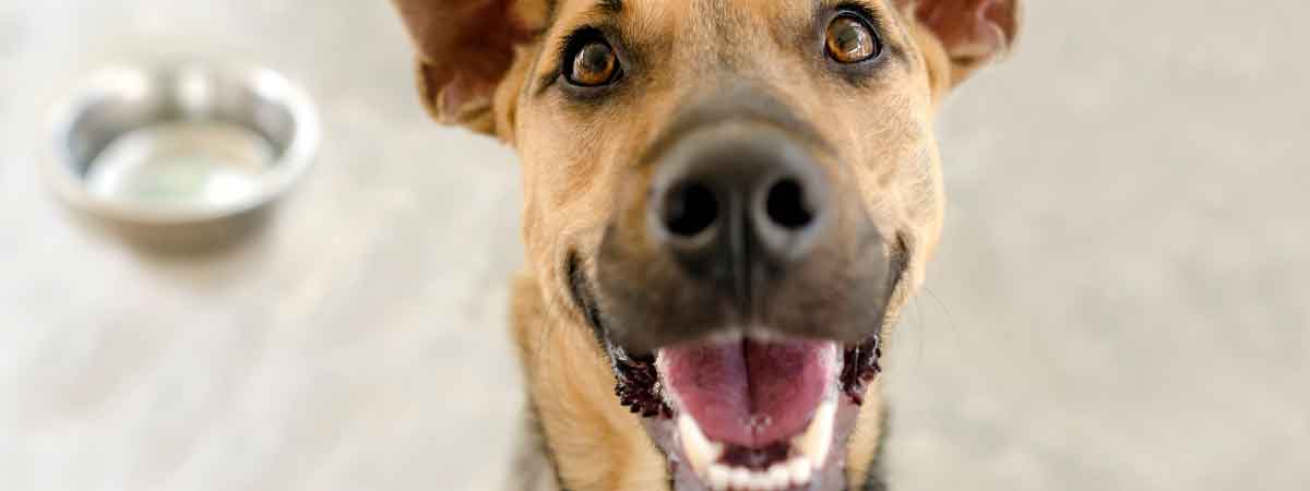 FAQ-Hundenahrung-Nassfutter