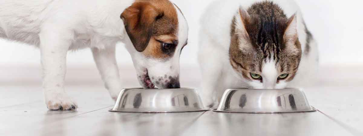 Warum sollten Katzen kein Hundefutter fressen